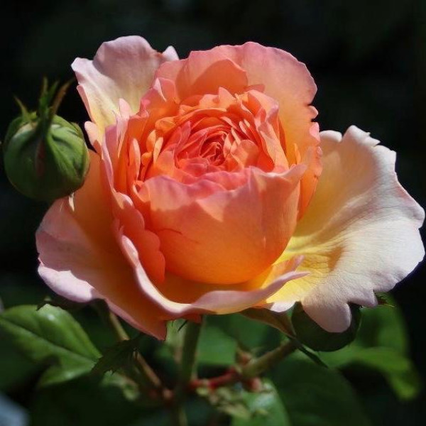 TROPICANA® TROPICANA®